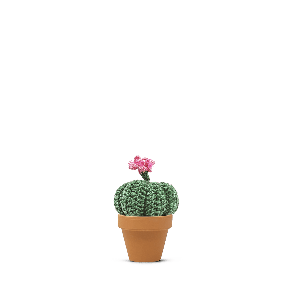 Acanthocalycium violaceum (M)