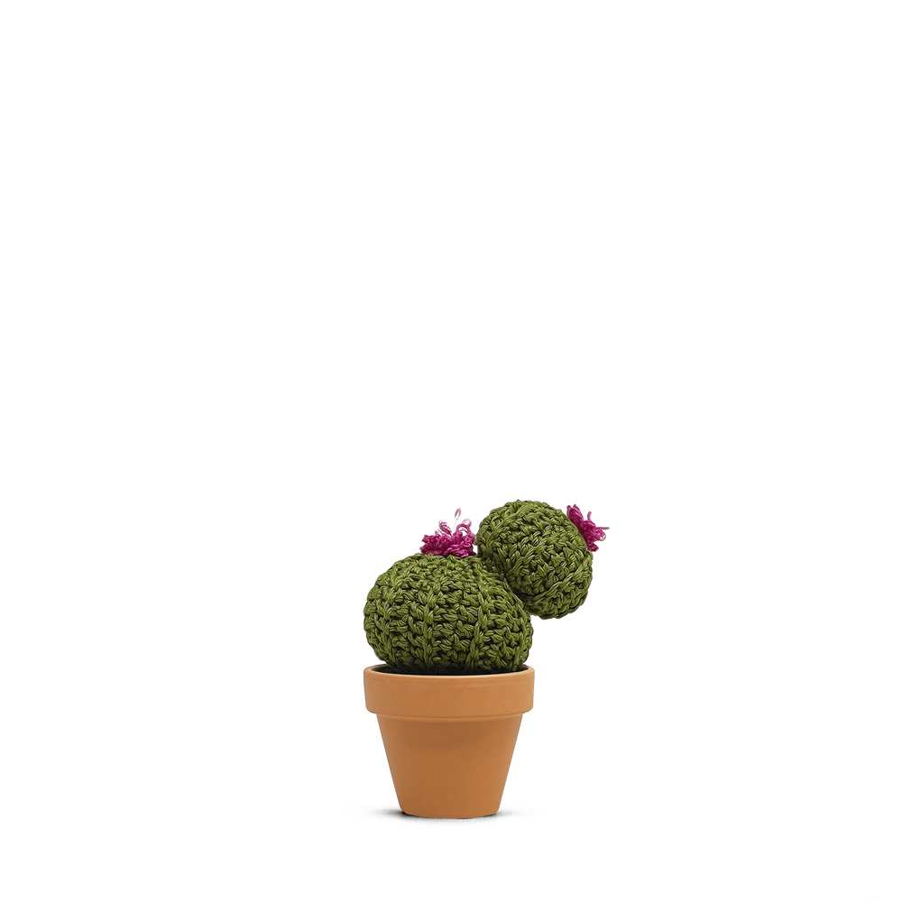 Echinocactus concinnus (M)