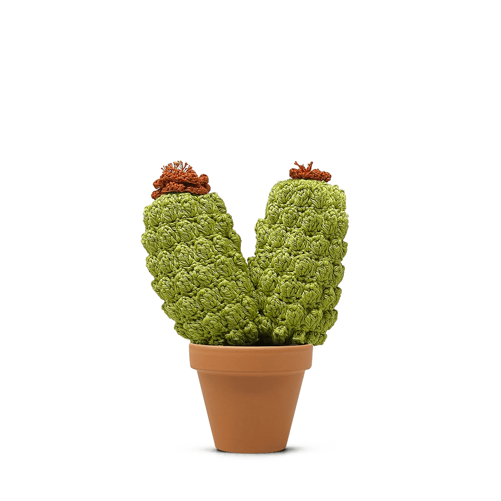 Oreocereus fossulatus (L)