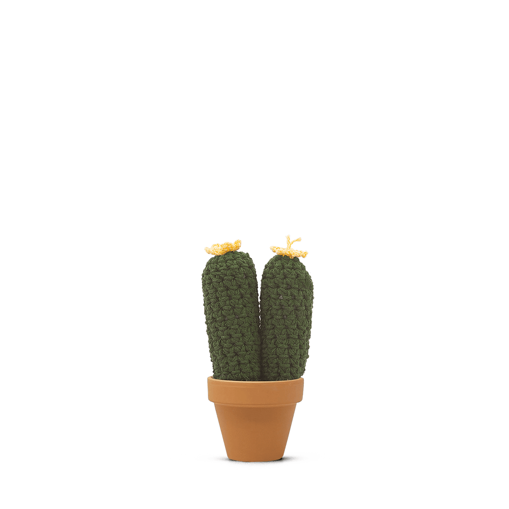 Pilosocereus Glaucescens (M)