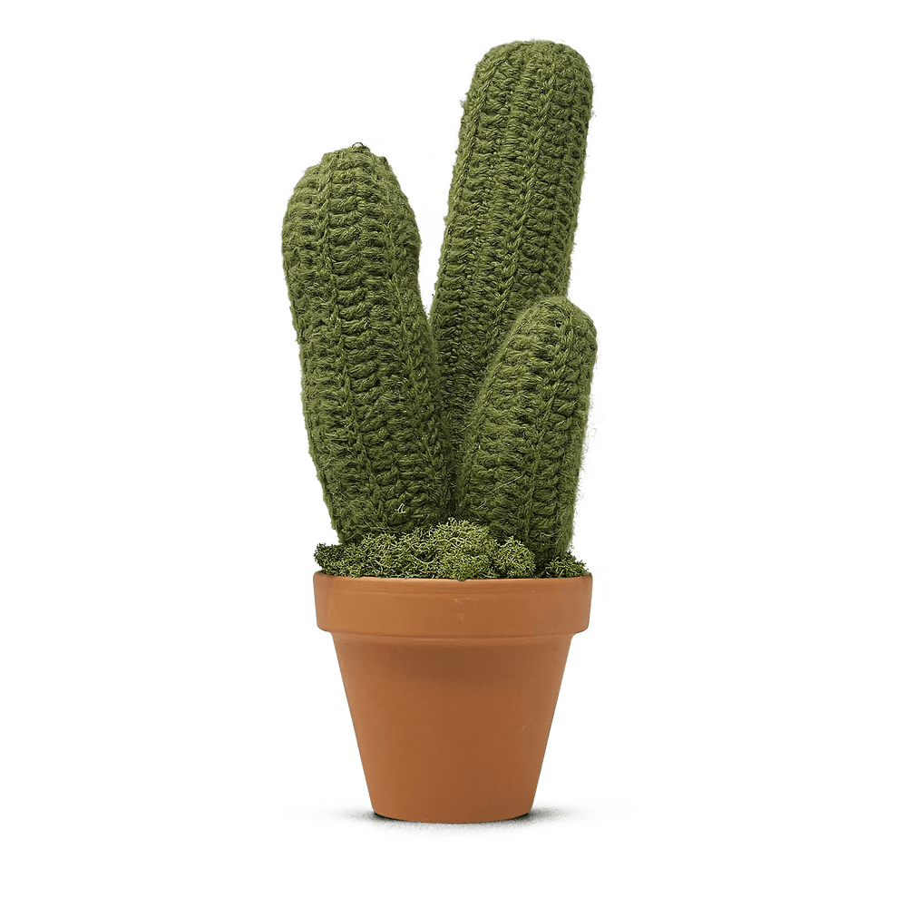 Pilosocereus Glaucescens (XL)
