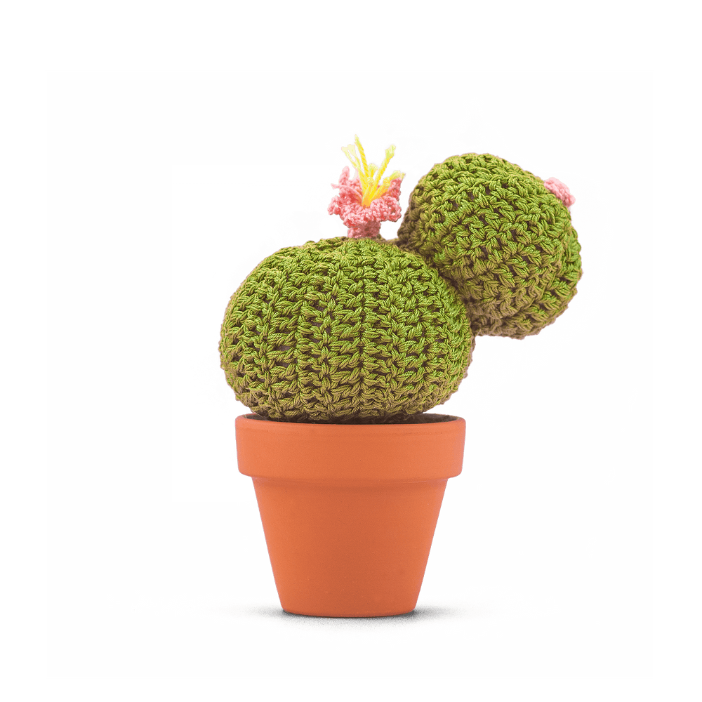 Echinocactus concinnus (L)