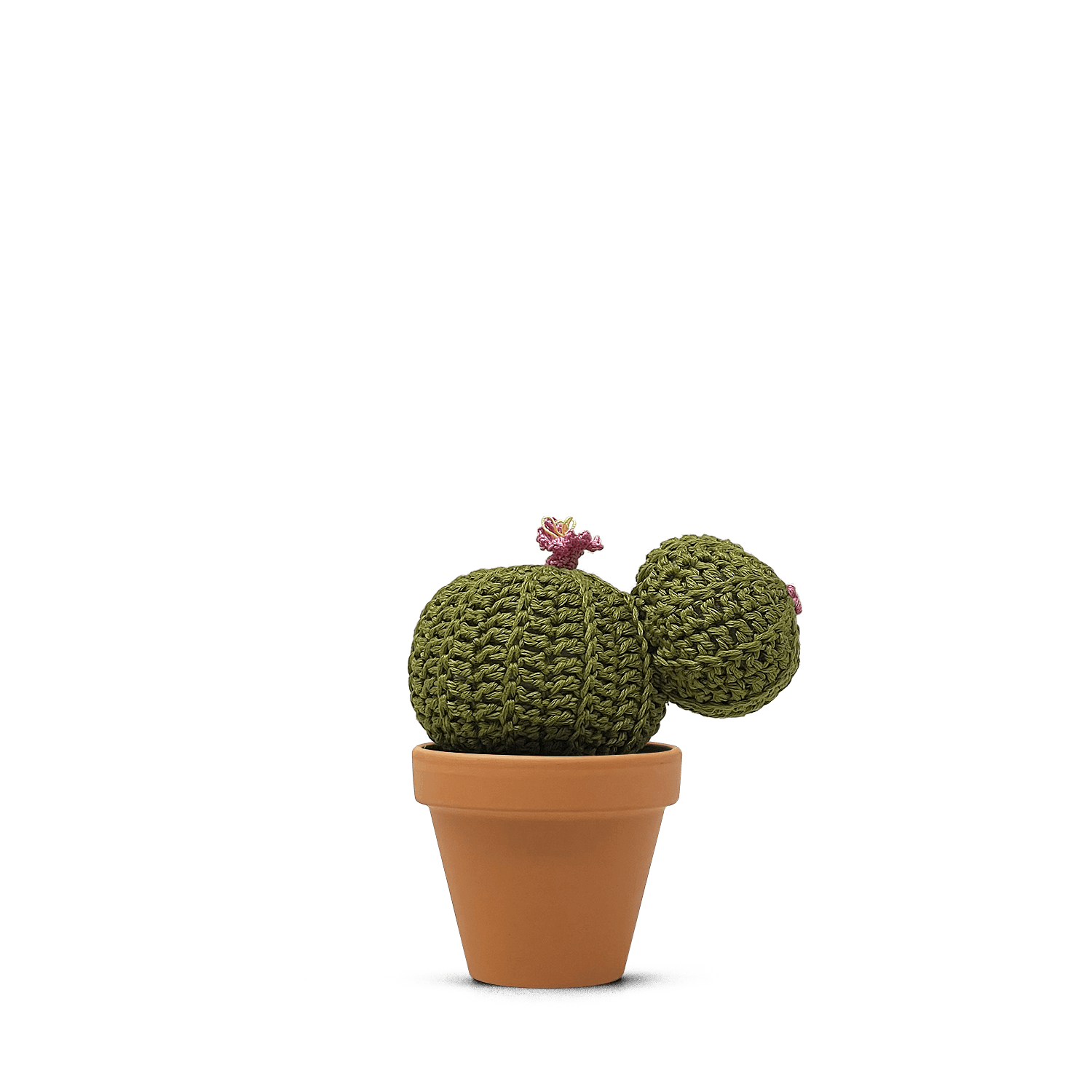 Echinocactus concinnus (L)