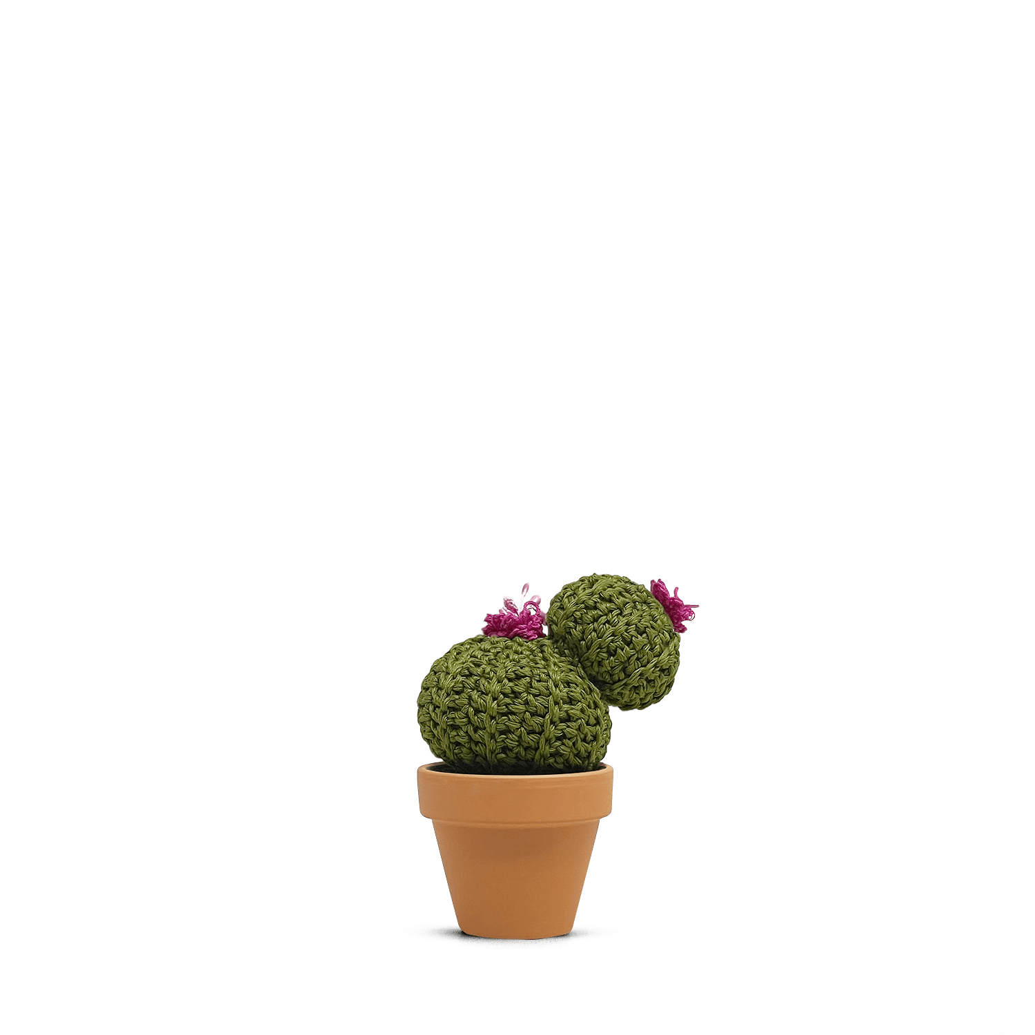 Echinocactus concinnus (M)
