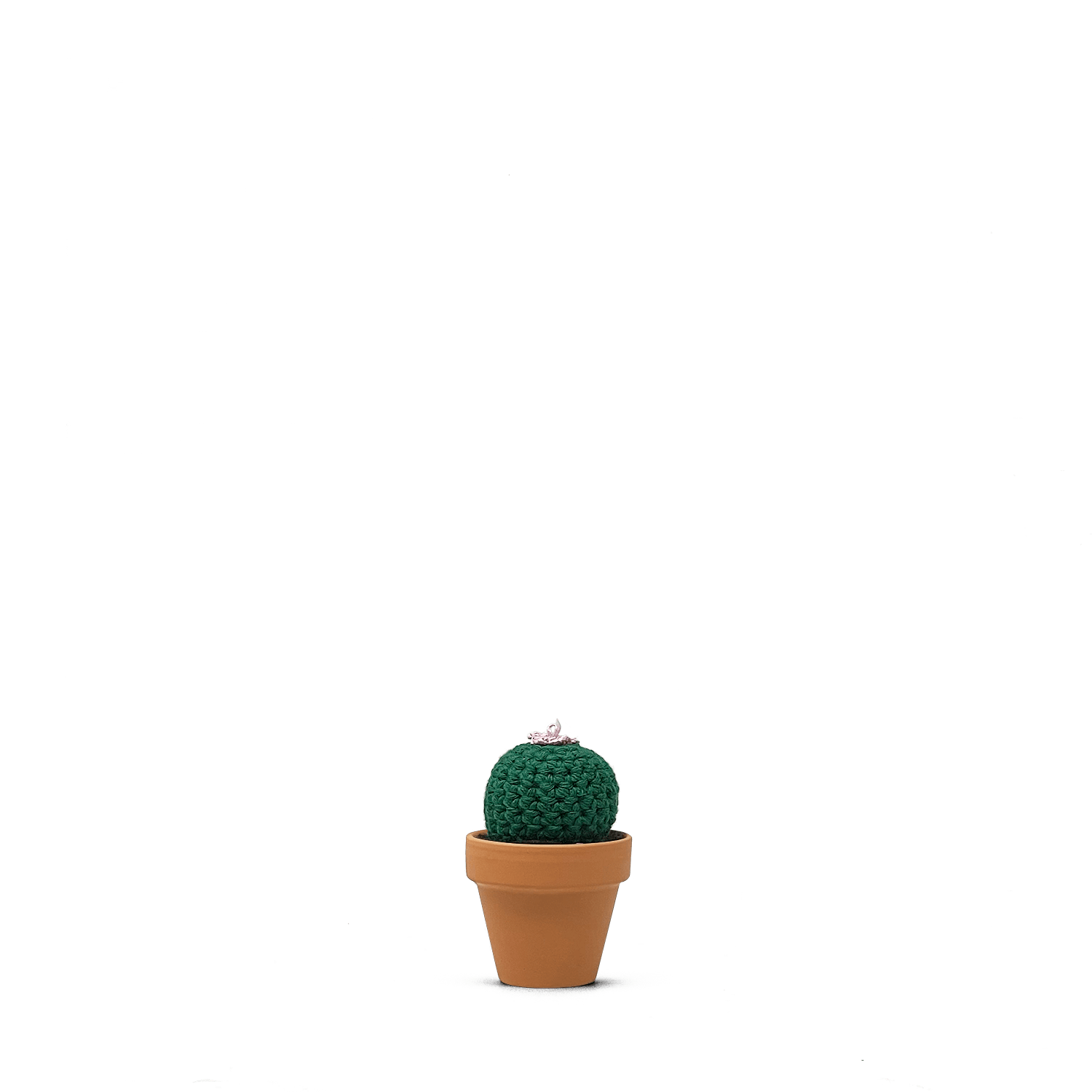 Echinocactus concinnus (S)