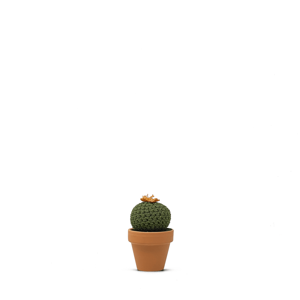 Echinocactus concinnus (S)