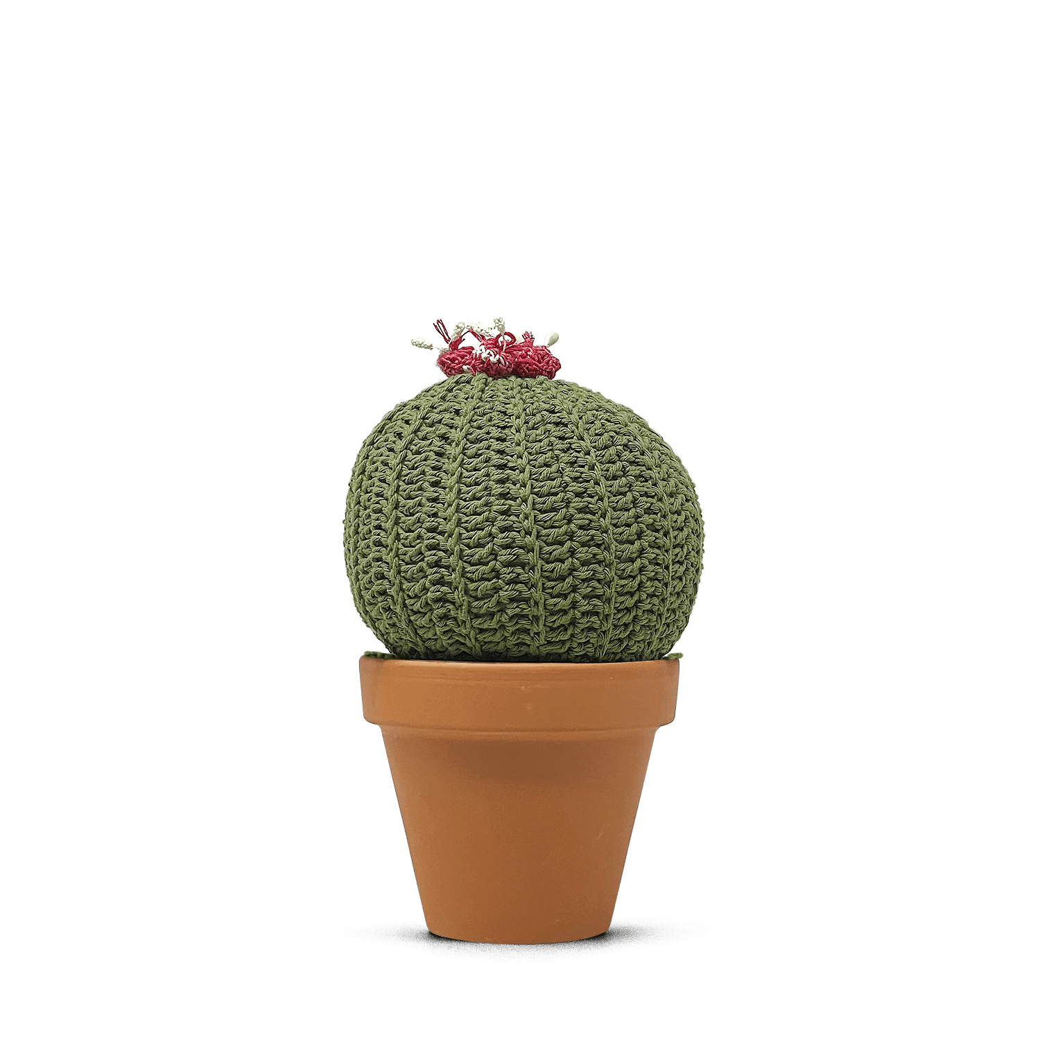 Echinocactus concinnus (XL)