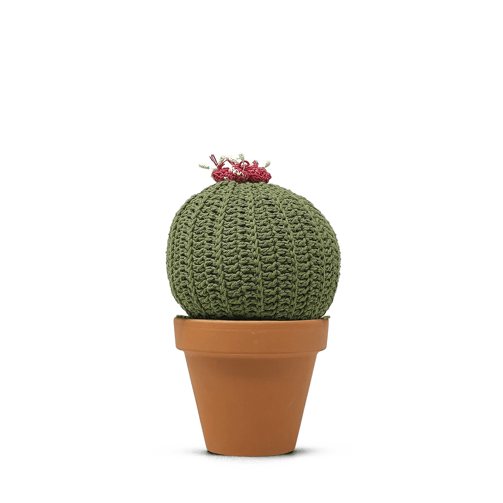 Echinocactus concinnus (XL)