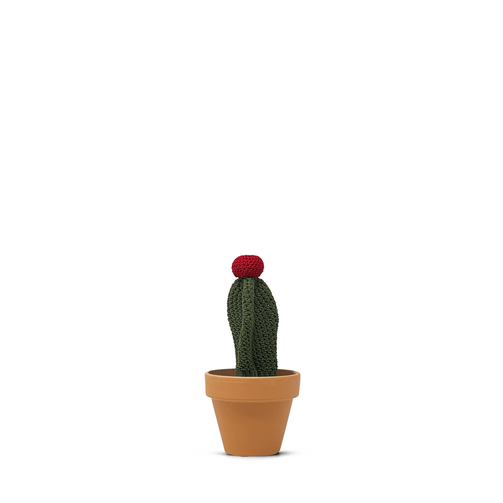 Gymnocalycium mihanovichii (M)