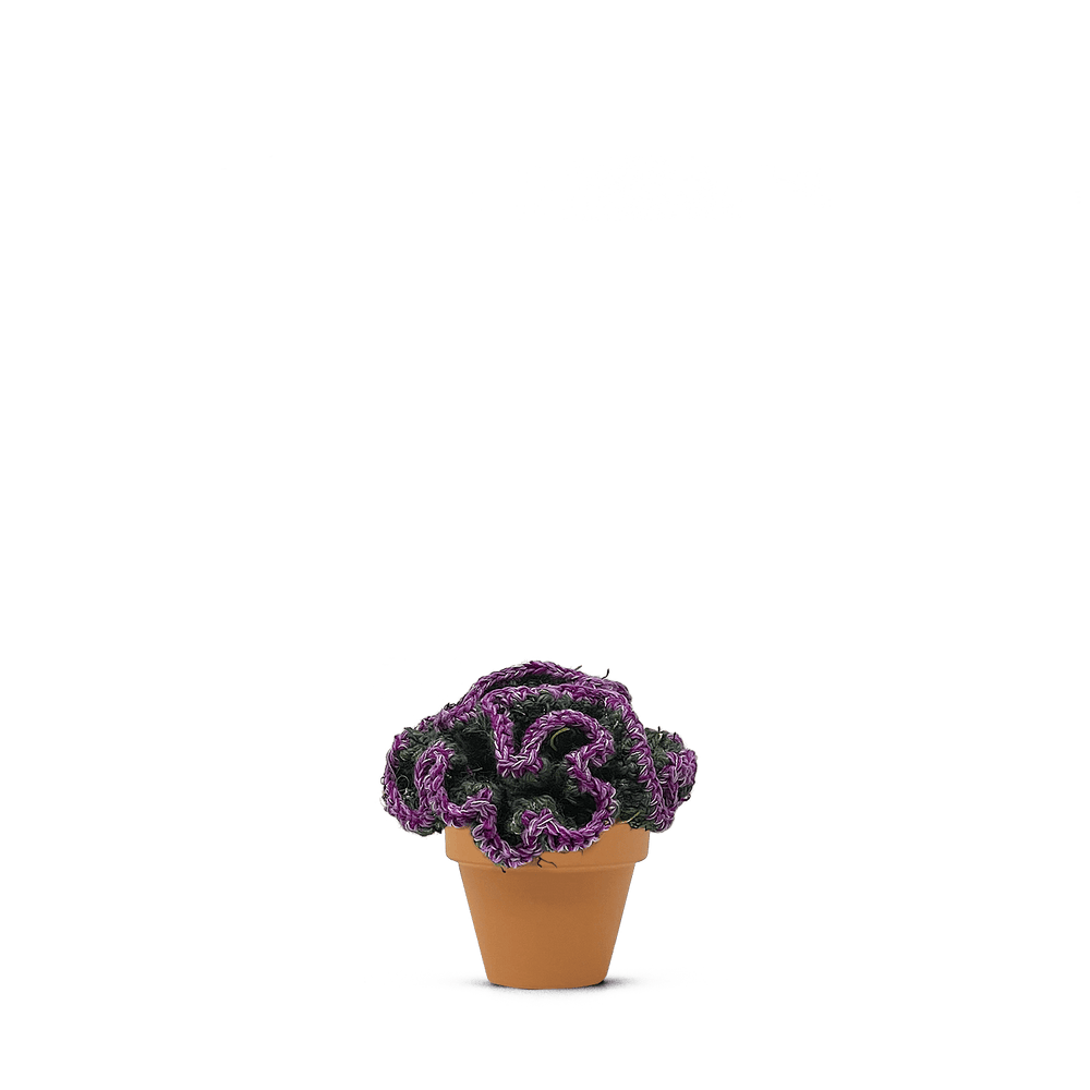 Opuntia tuna crestata (M)