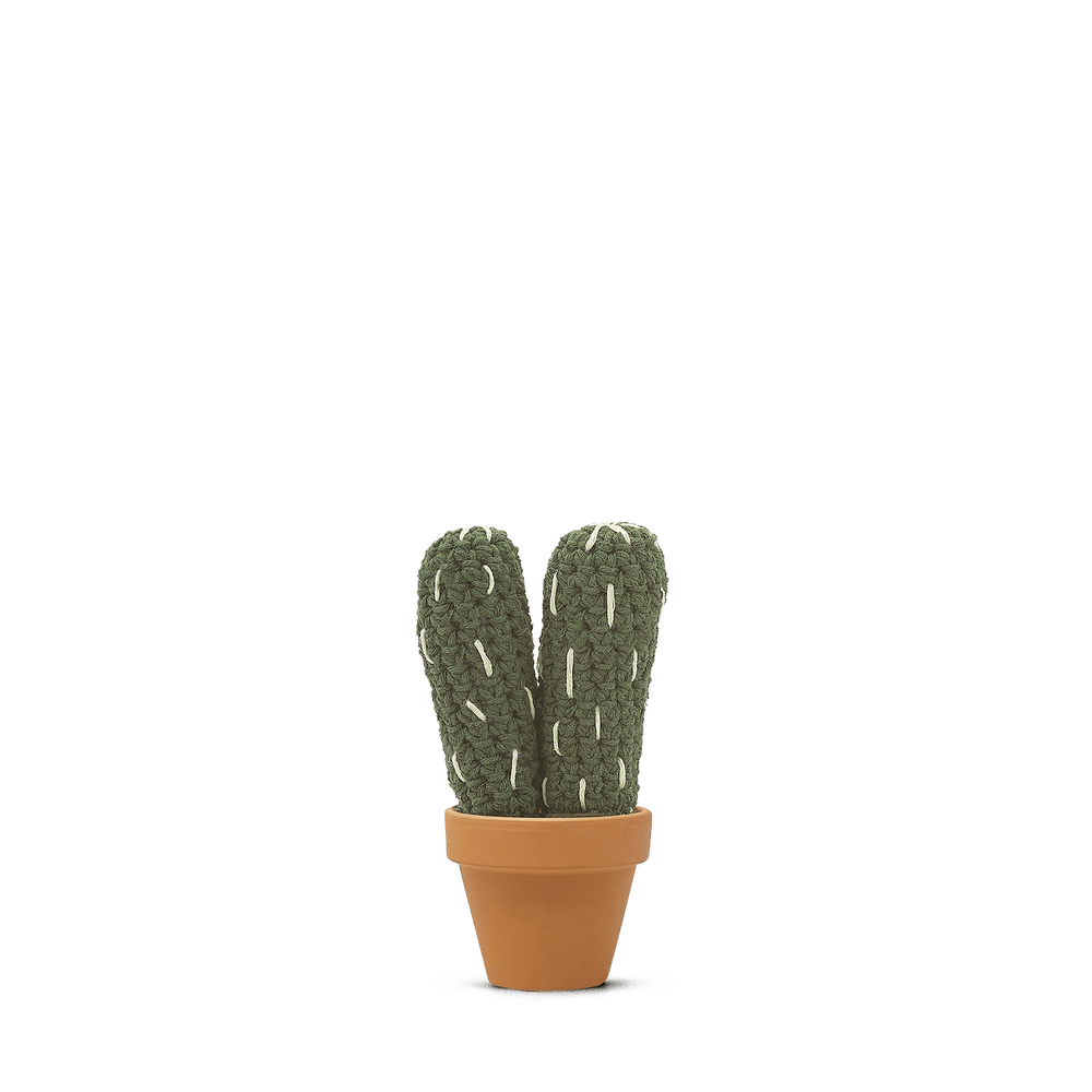 Pilosocereus Palmeri (M)