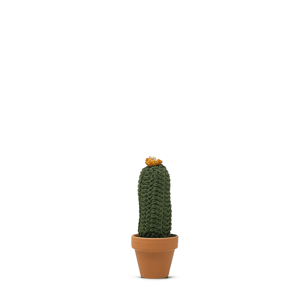 Pilosocereus Glaucescens (S)