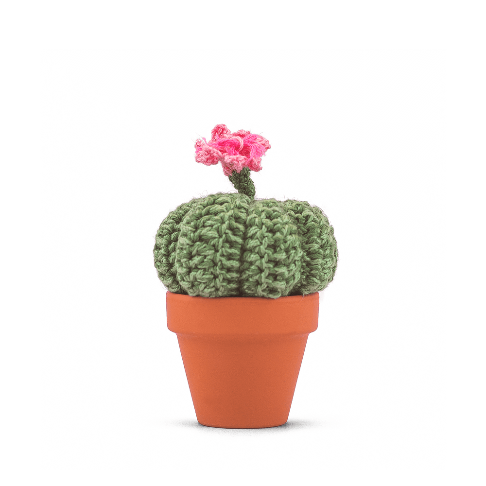 Acanthocalycium violaceum (L)