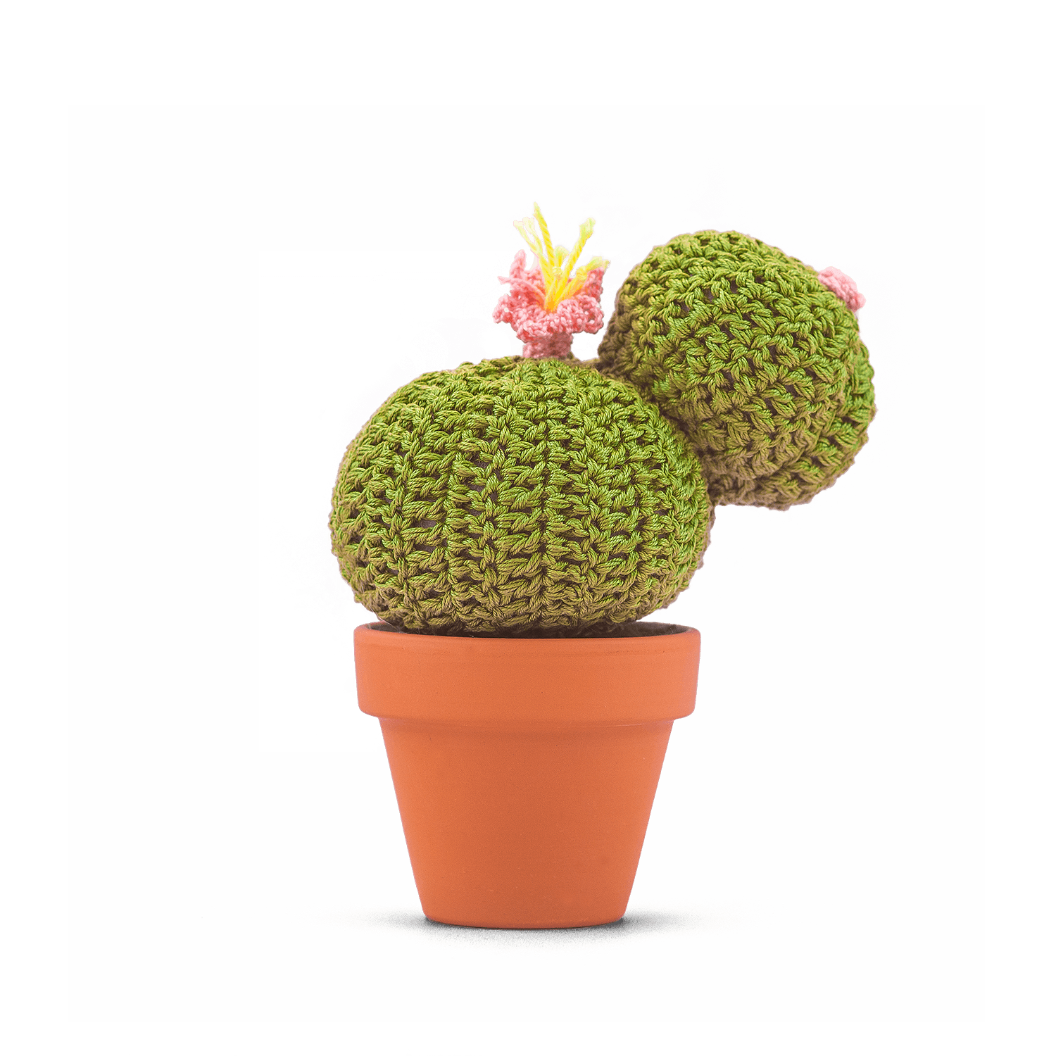 Echinocactus concinnus (L)