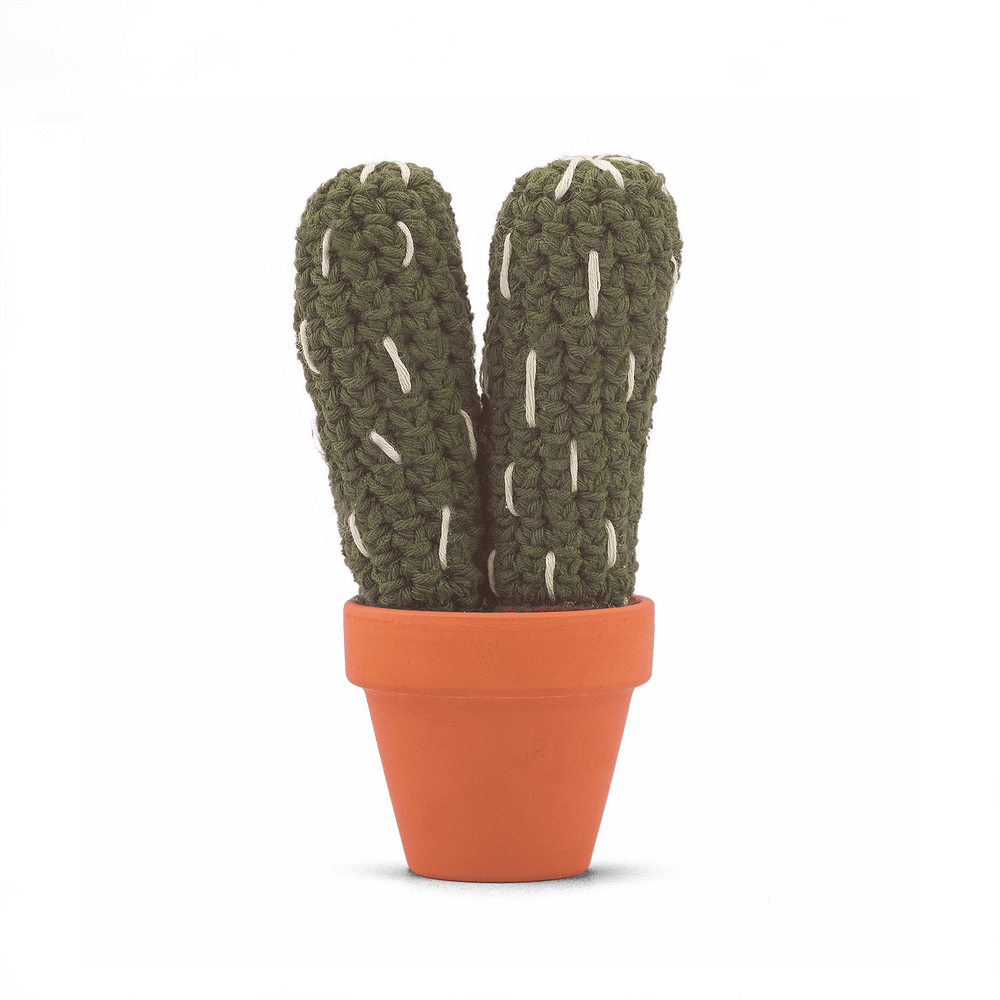 Pilosocereus Palmeri (L)